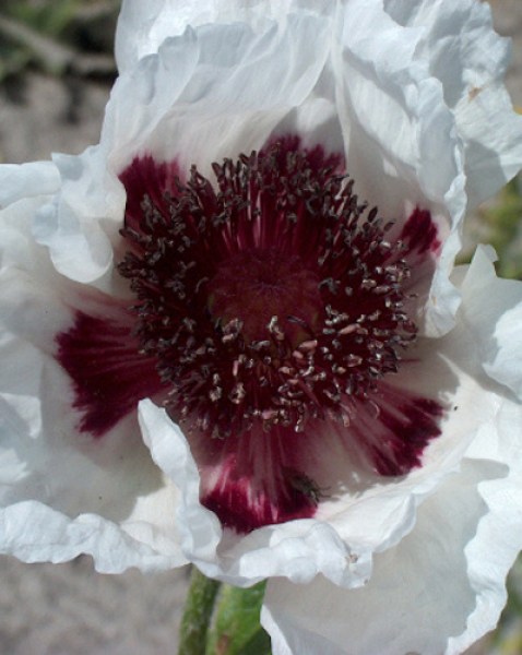 Papaver orientale Perrys White